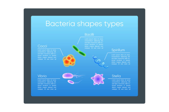Exploring Bacteria Shapes, Types, and Their Realistic Colors: A Visual Guide to the Microbial World